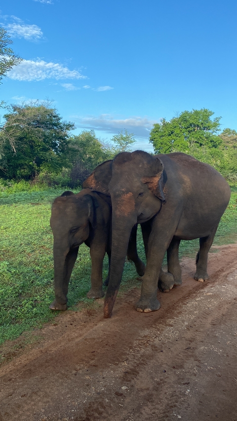 Two elephants standing close to each other with greenery in the background.