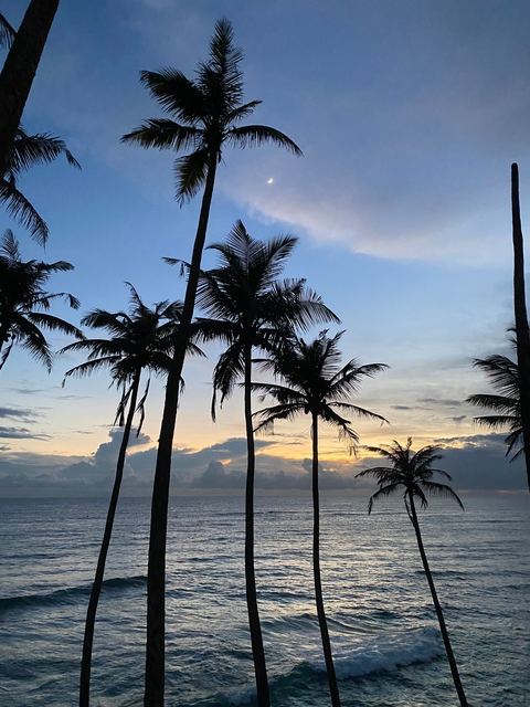 Silhouette of palm trees against a vibrant sunset sky.