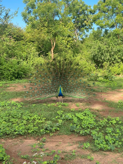 A vibrant peacock displaying its full plumage in a lush green setting.