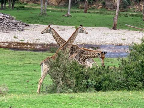 Three giraffes standing in a grassy field near a stream.