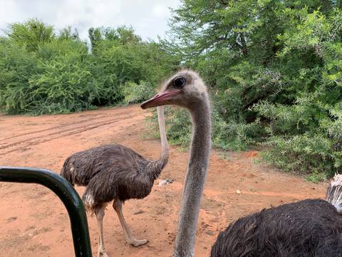 Ostriches close up with greenery background.