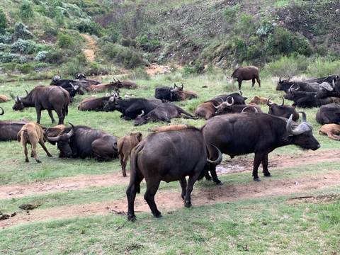 Herd of buffaloes resting on a grassy field.