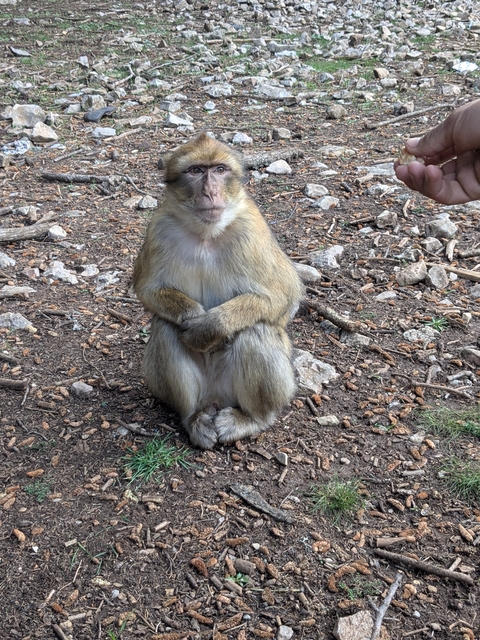 A monkey sitting on the ground looking towards the camera.