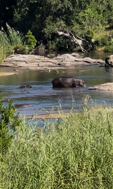 Photo d'avis client sur 4 jours de safari Kruger à petit prix