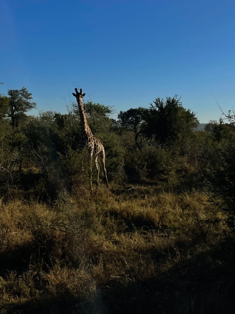 Giraffe standing among the trees.