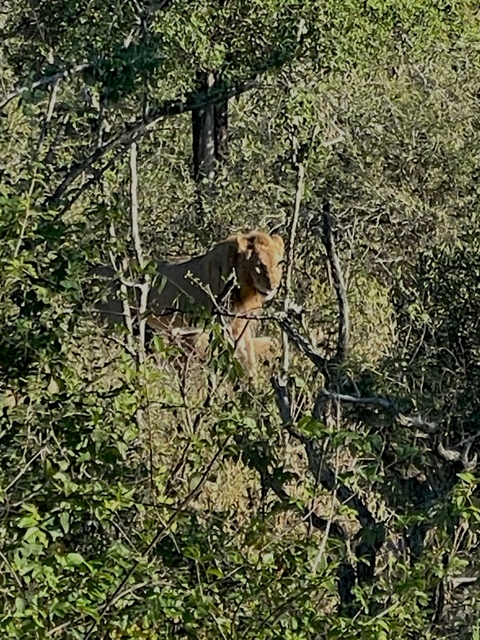 Lion partially hidden among bushes.