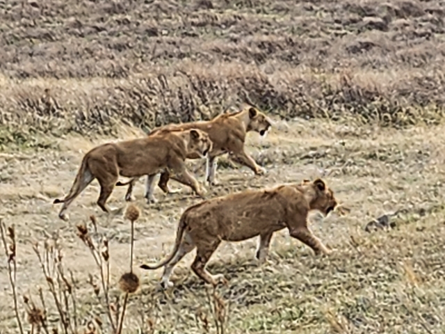 Blurry image of three lions walking.