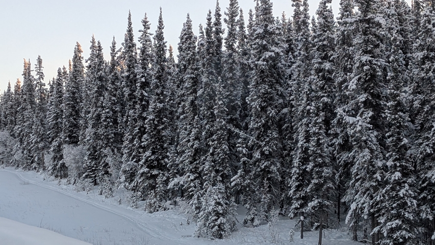 Dense evergreen forest coated in heavy snow beside a narrow winter trail.