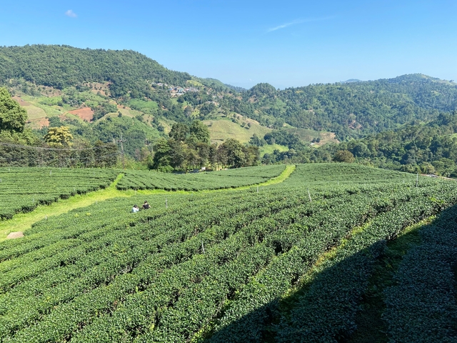 Green tea plantations with mountains in the background.