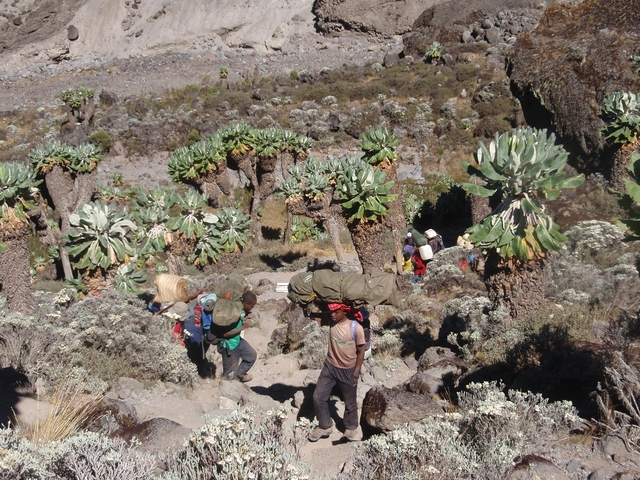 Group of people hiking through rocky terrain with unique vegetation.