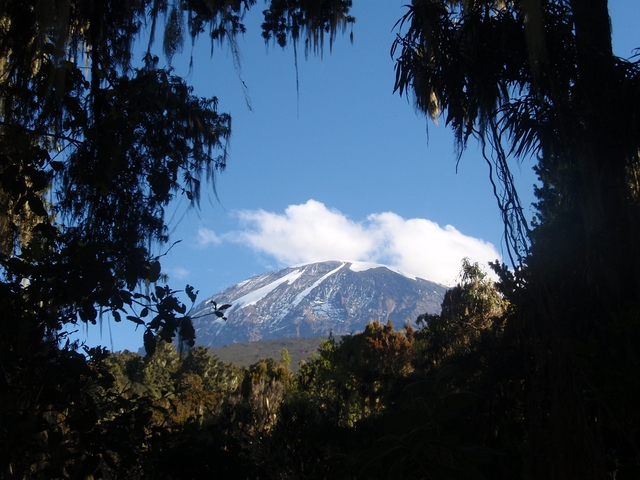 View of Mount Kilimanjaro with trees framing the scene.