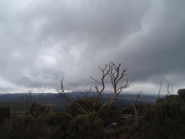 Overcast sky with distant mountains and bare trees.