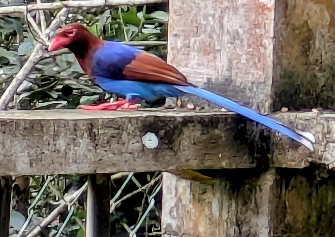 Close-up of a bird perched on a wooden surface.