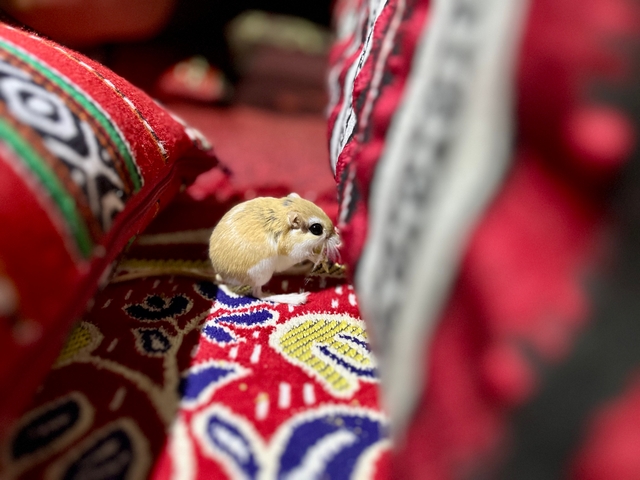 A small rodent on a colorful, patterned fabric.
