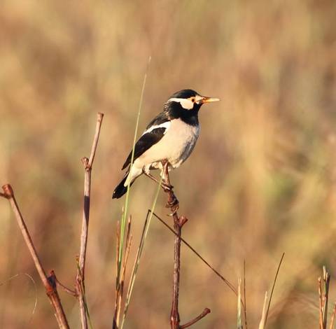 Starling bird perched on a branch.