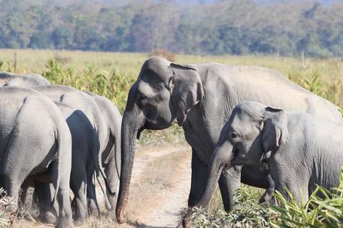 Group of elephants walking in grasslands.