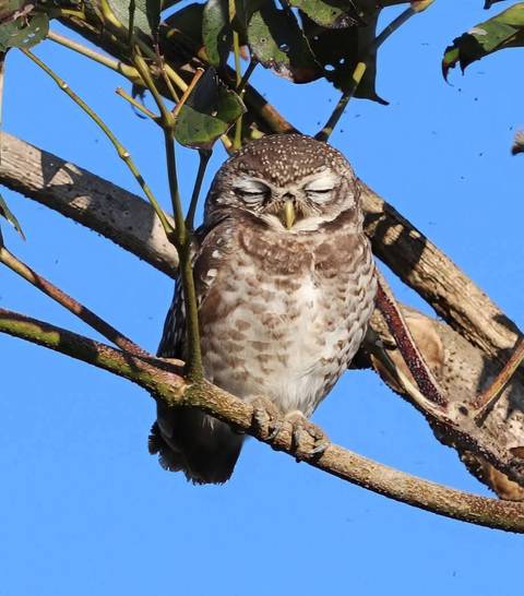 foto de reseña de cliente de ¿Quién más quiere saber el misterio que se esconde tras los paquetes turísticos de 12 días por la vida salvaje de Assam?