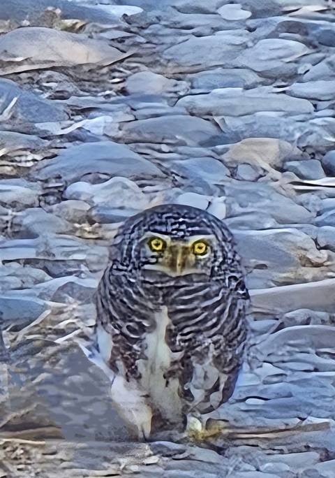 Owl with yellow eyes staring towards the camera.