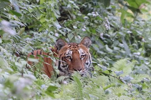 Tiger peeking through lush foliage.