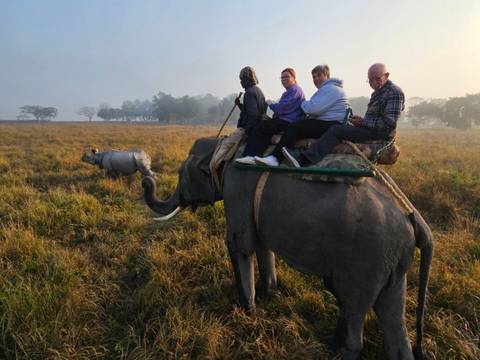 Tourists on an elephant ride observing a rhinoceros in a grassy field.