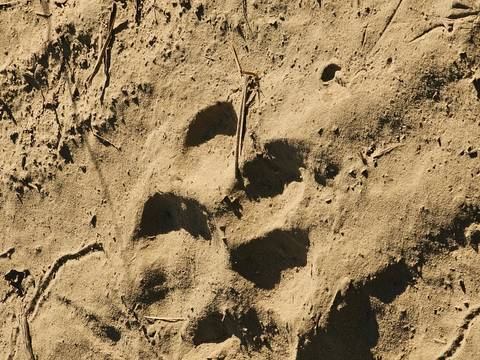 Animal footprints in the sand.