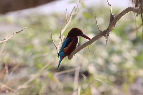 Colorful bird perched on a branch.