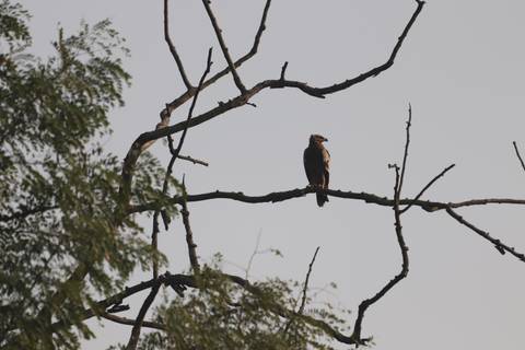 Bird on a tree branch against the sky.