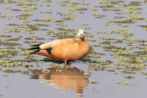 Duck standing in water with plants.