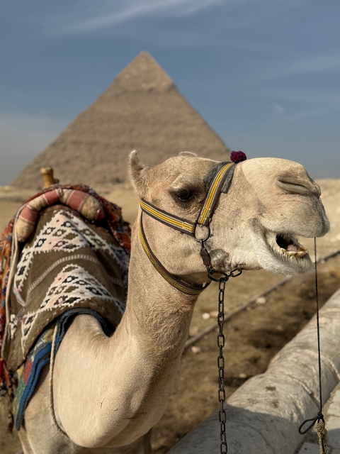 Close-up of a camel against the backdrop of the Pyramids.