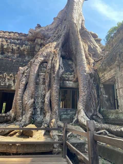 Large tree roots overgrowing an ancient stone structure.