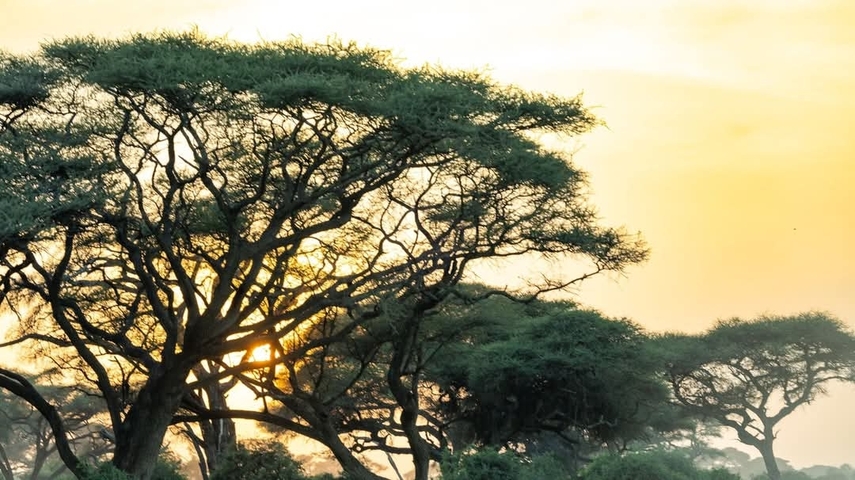 Sunset view through acacia trees in a savannah landscape.