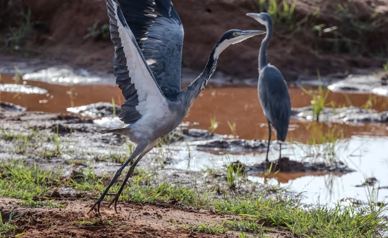 Two herons near a water body.