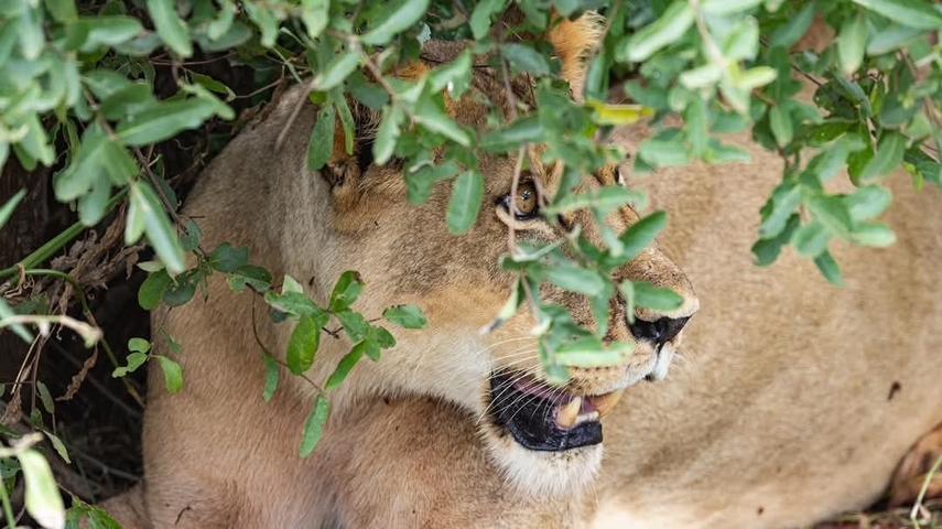 Lion resting under foliage.