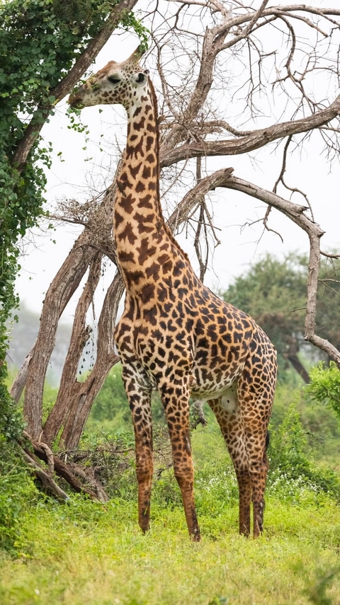Giraffe feeding on leaves from a tree.