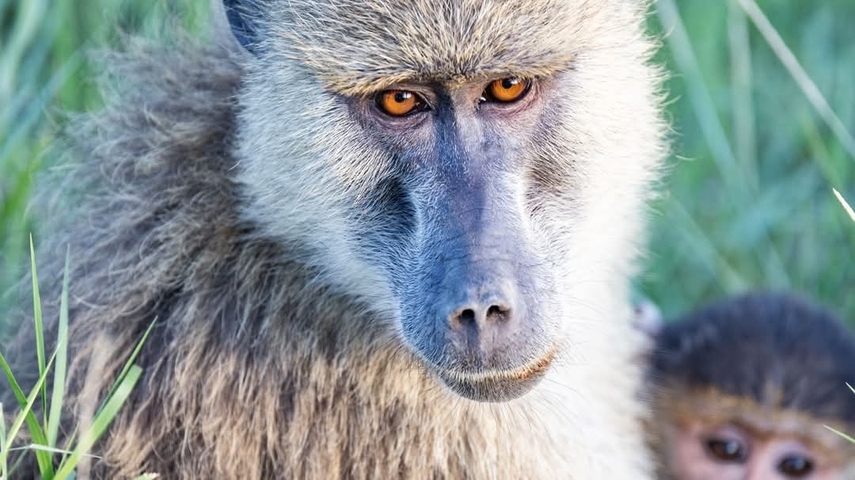 Close-up of baboon with a baby in the background.