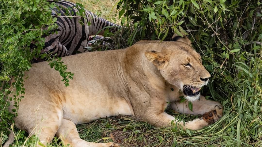 Lion resting near a zebra carcass.