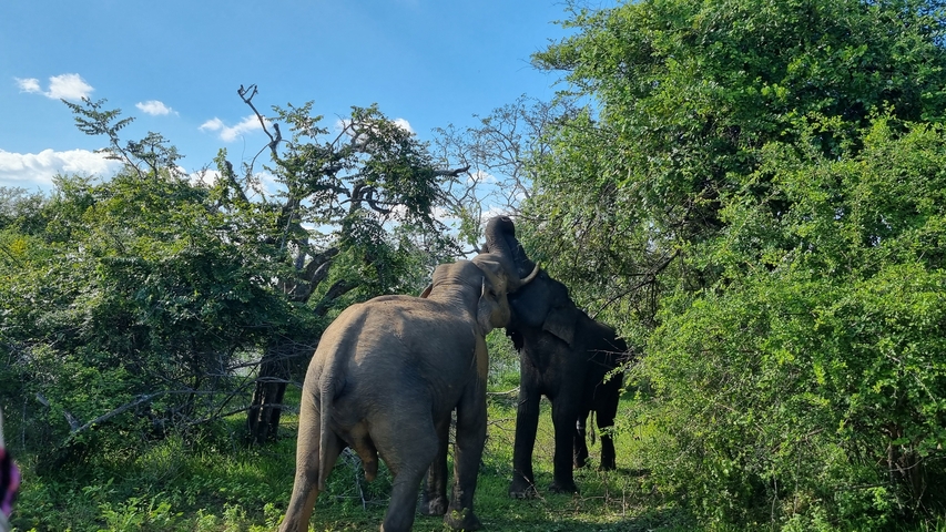 Elephants eating leaves in a lush forest.