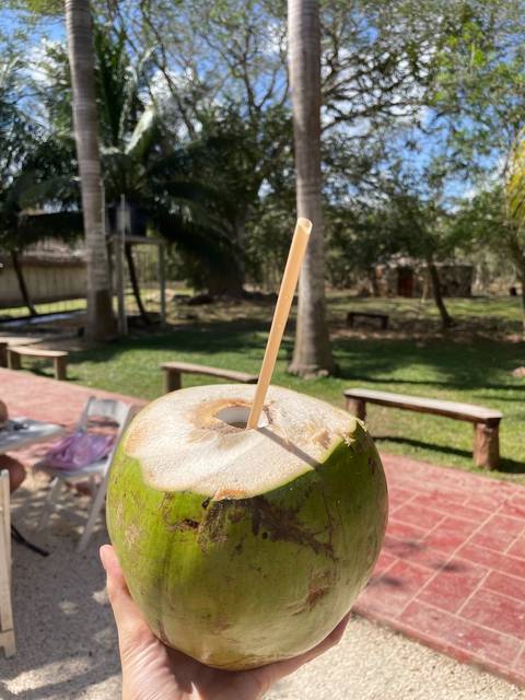 Coconut with a straw on a table in a garden setting.