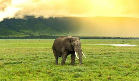 An elephant standing in a vast, green savanna landscape during sunset.