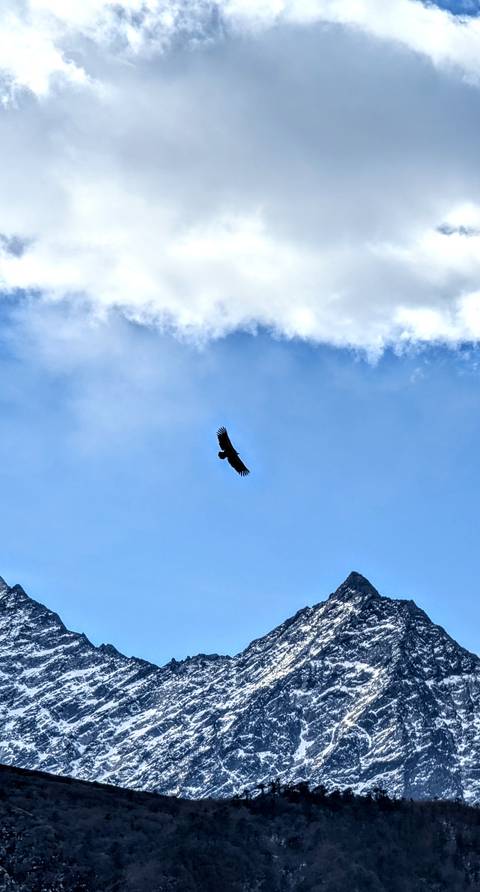 Large bird soaring through the sky with a mountain backdrop.