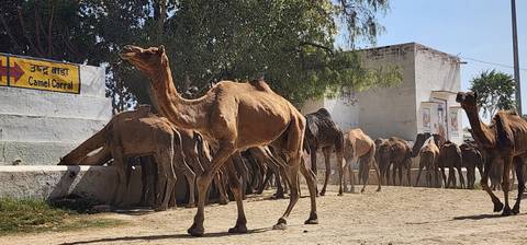 Camels walking near a wall