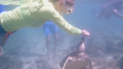 People snorkeling underwater with a sea turtle.
