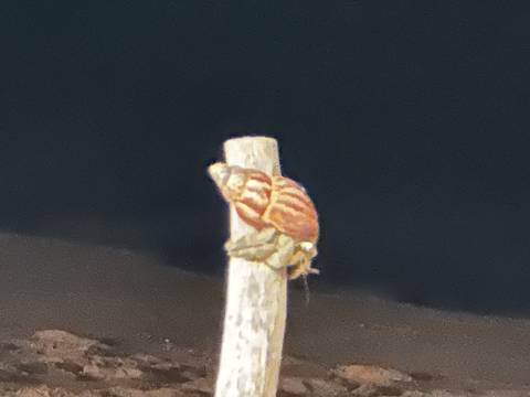 Close-up of a hermit crab on a stick.