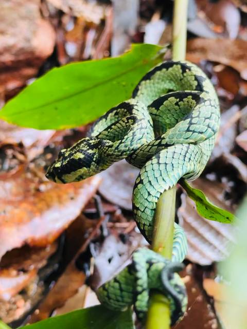 Close-up of a green and black snake coiled around a branch.