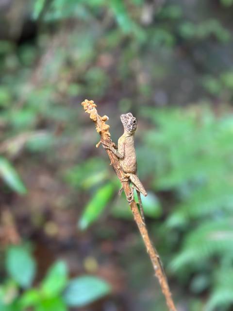 Close-up of a lizard on a branch with green foliage in the background.