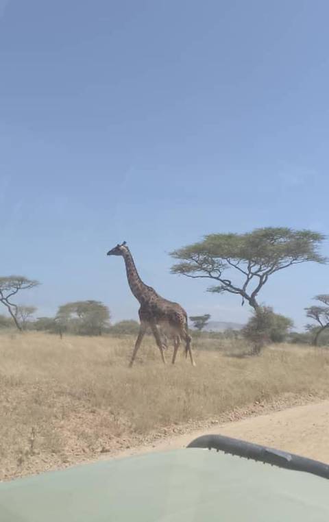 Giraffe walking in a savanna landscape.