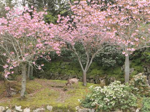 Deer in a park surrounded by cherry blossoms.