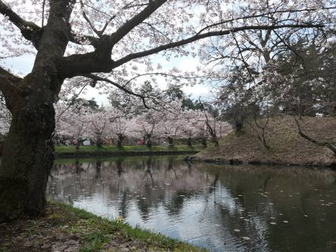Cherry blossoms reflected into a pond.