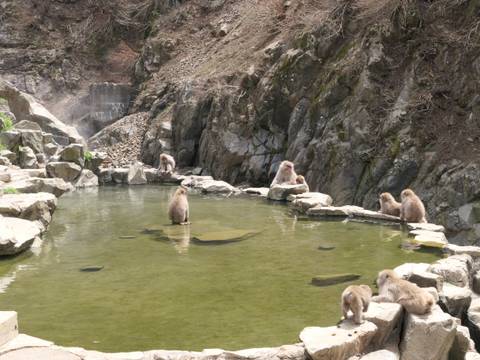 Japanese macaques sitting around a hot spring in a rocky setting.