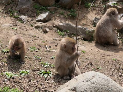 Close-up of baby monkeys playing with sticks.